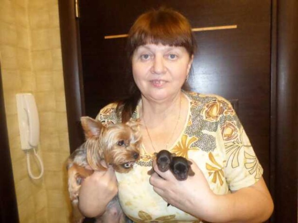 dressirovka-sobak-kinolog-v-kemerovo-predlozenie-uslugi-v-obieiavlenii-u25671764-na-baraxlanet-big-4