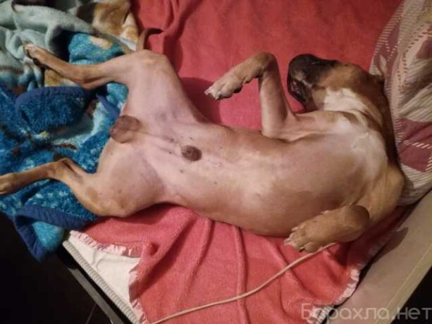 skoraia-veterinarnaia-pomoshh-v-iaroslavle-predlozenie-uslugi-v-obieiavlenii-u27717483-na-baraxlanet-big-1