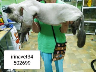 professionalnyi-grumming-zivotnyx-v-volgograde-predlozenie-uslugi-v-obieiavlenii-u3877693-125664-na-baraxlanet