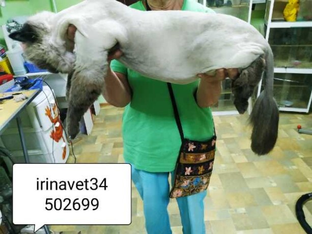 professionalnyi-grumming-zivotnyx-v-volgograde-predlozenie-uslugi-v-obieiavlenii-u3877693-125664-na-baraxlanet-big-0