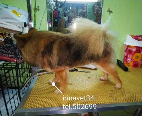 professionalnyi-grumming-zivotnyx-v-volgograde-predlozenie-uslugi-v-obieiavlenii-u3877693-125664-na-baraxlanet-big-2