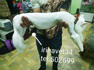 grumming-kosek-u-vas-doma-i-v-salone-v-volgograde-predlozenie-uslugi-v-obieiavlenii-u4378472-1295684-na-baraxlanet