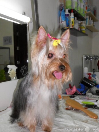 salon-krasoty-i-butik-dlia-zivotnyx-v-volgograde-predlozenie-uslugi-v-obieiavlenii-u3859567-110512-na-baraxlanet-big-2