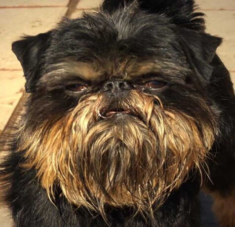 belgiiskii-griffon-dlia-viazok-v-moskve-predlozenie-uslugi-v-obieiavlenii-u3888903-136593-na-baraxlanet-big-5