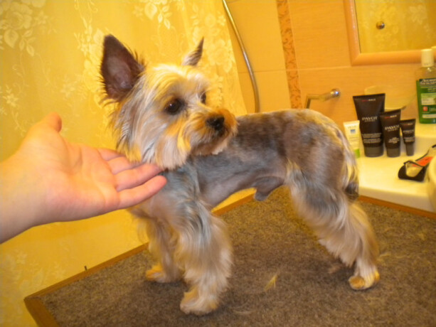 belgiiskii-griffon-dlia-viazok-v-moskve-predlozenie-uslugi-v-obieiavlenii-u3888903-136593-na-baraxlanet-big-1