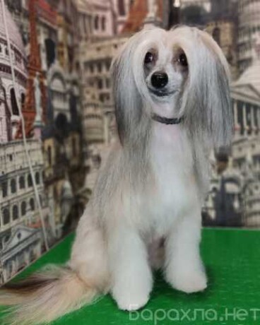 vyzov-veterinarnogo-vraca-na-dom-v-novokuznecke-predlozenie-uslugi-v-obieiavlenii-u27299522-na-baraxlanet-big-1