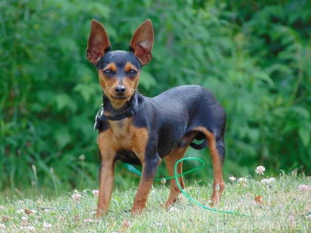 vyezd-veterinarnogo-vraca-na-dom-podrob-v-novokuznecke-predlozenie-uslugi-v-obieiavlenii-u27299452-na-baraxlanet-big-0