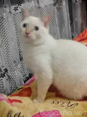 zoostrizka-sobak-v-kemerovo-predlozenie-uslugi-v-obieiavlenii-u27242998-na-baraxlanet-big-4