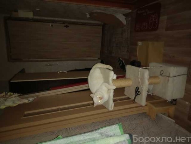 zoostrizka-sobak-v-kemerovo-predlozenie-uslugi-v-obieiavlenii-u27242998-na-baraxlanet-big-3