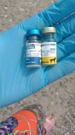 zoosalon-milord-v-krasnodare-predlozenie-uslugi-v-obieiavlenii-u26792362-na-baraxlanet-big-3