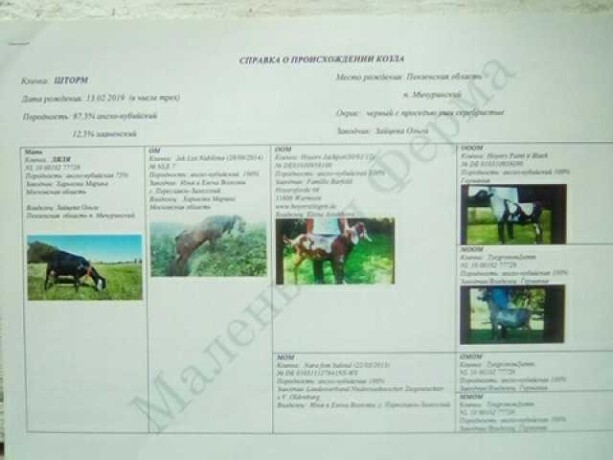 kosecku-v-kemerovo-predlozenie-uslugi-v-obieiavlenii-u26765872-na-baraxlanet-big-4