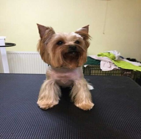 centr-prakticeskoi-veterinarnoi-mediciny-v-saratove-predlozenie-uslugi-v-obieiavlenii-u26312845-na-baraxlanet-big-3