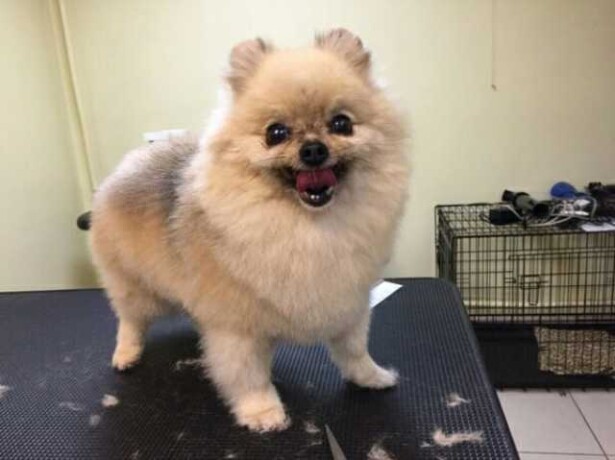 centr-prakticeskoi-veterinarnoi-mediciny-v-saratove-predlozenie-uslugi-v-obieiavlenii-u26312845-na-baraxlanet-big-2
