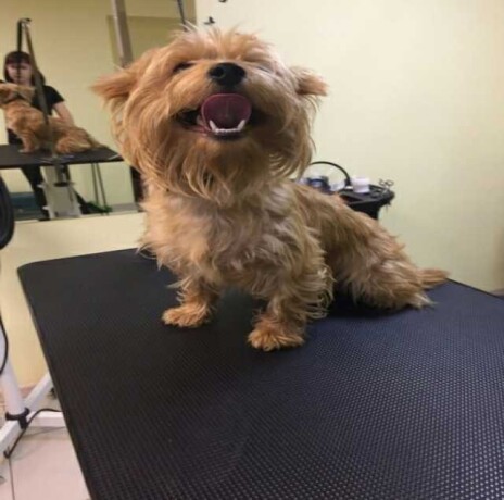 centr-prakticeskoi-veterinarnoi-mediciny-v-saratove-predlozenie-uslugi-v-obieiavlenii-u26312845-na-baraxlanet-big-5