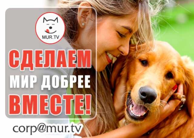 pitomcam-pomoshh-podderzka-informacionaia-v-brianske-predlozenie-uslugi-v-obieiavlenii-u25634261-na-baraxlanet-big-2