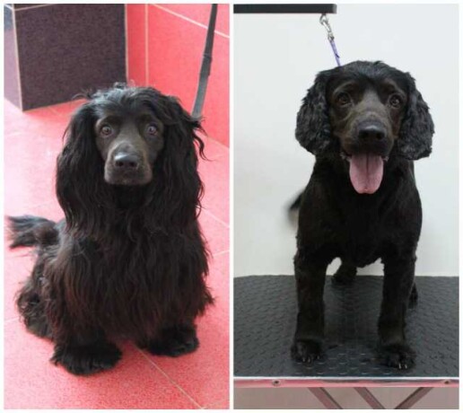 grumming-salon-v-topdog-v-tiumeni-predlozenie-uslugi-v-obieiavlenii-u25620997-na-baraxlanet-big-4