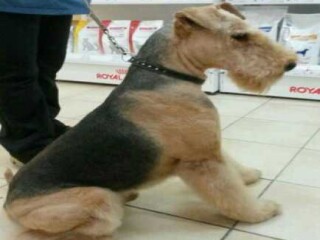 viazka-labradorretriver-v-tiumeni-predlozenie-uslugi-v-obieiavlenii-u21774164-na-baraxlanet