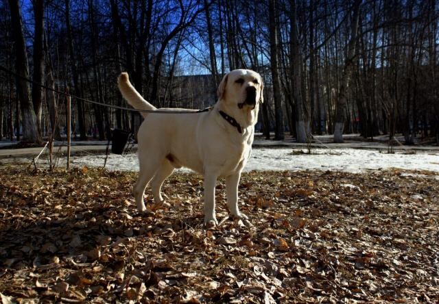 viazka-labradorretriver-v-tiumeni-predlozenie-uslugi-v-obieiavlenii-u21774164-na-baraxlanet-big-5