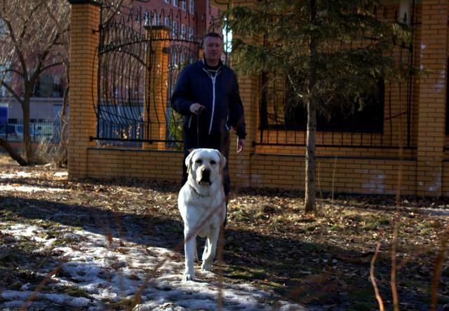 viazka-labradorretriver-v-tiumeni-predlozenie-uslugi-v-obieiavlenii-u21774164-na-baraxlanet-big-3
