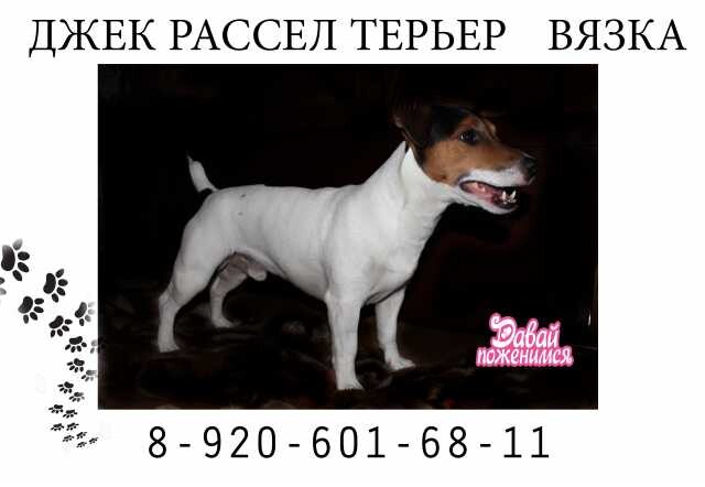 kane-korso-v-tule-predlozenie-uslugi-v-obieiavlenii-u23255113-na-baraxlanet-big-2