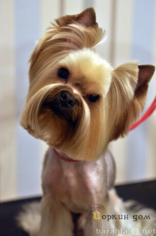 gruming-veterinarnye-uslugi-v-tiumeni-predlozenie-uslugi-v-obieiavlenii-u9094591-4235963-na-baraxlanet-big-2