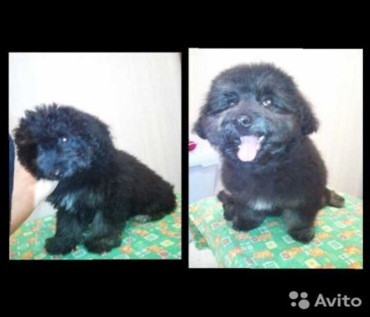vetklinika-zoohelp-v-odincovo-predlozenie-uslugi-v-obieiavlenii-u23058662-na-baraxlanet-big-4