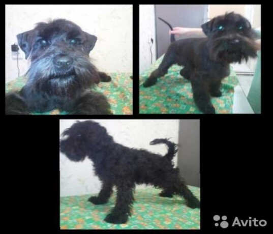 vetklinika-zoohelp-v-odincovo-predlozenie-uslugi-v-obieiavlenii-u23058662-na-baraxlanet-big-1