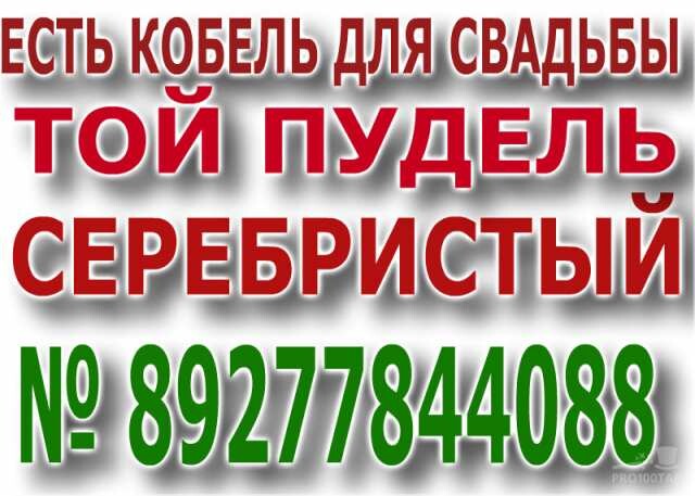 sotlandskii-kot-dlia-viazki-v-tiumeni-predlozenie-uslugi-v-obieiavlenii-u22973761-na-baraxlanet-big-0