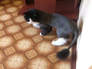 set-veterinarnyx-klinik-zoohelp-v-odincovo-predlozenie-uslugi-v-obieiavlenii-u22766822-na-baraxlanet