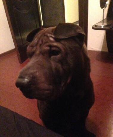 set-veterinarnyx-klinik-zoohelp-v-odincovo-predlozenie-uslugi-v-obieiavlenii-u22766822-na-baraxlanet-big-2