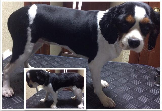 set-veterinarnyx-klinik-zoohelp-v-odincovo-predlozenie-uslugi-v-obieiavlenii-u22766822-na-baraxlanet-big-1