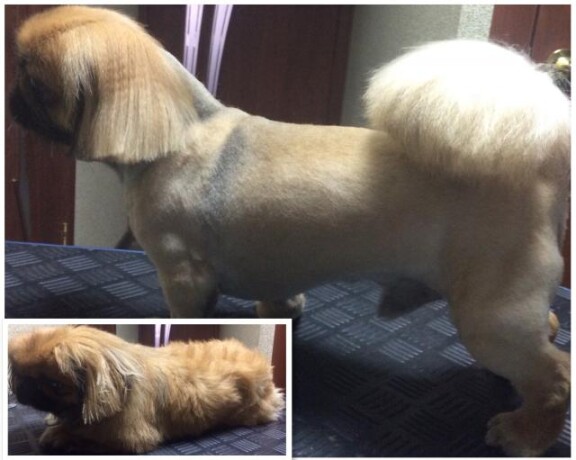 set-veterinarnyx-klinik-zoohelp-v-odincovo-predlozenie-uslugi-v-obieiavlenii-u22766822-na-baraxlanet-big-4