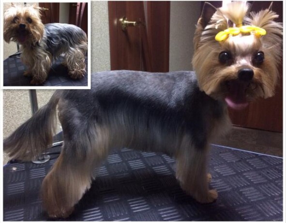 set-veterinarnyx-klinik-zoohelp-v-odincovo-predlozenie-uslugi-v-obieiavlenii-u22766822-na-baraxlanet-big-3