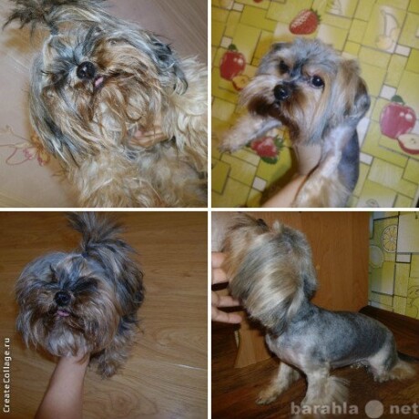strizka-kosek-i-sobak-vyezd-v-celiabinske-predlozenie-uslugi-v-obieiavlenii-u15957578-6075087-na-baraxlanet-big-1