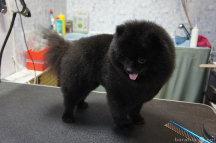 viazka-kosek-v-saratove-spros-na-uslugu-v-obieiavlenii-u15415060-5984322-na-baraxlanet-big-0