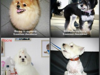 vislouxii-kot-xocet-kosku-v-belovo-predlozenie-uslugi-v-obieiavlenii-u10627027-4629988-na-baraxlanet