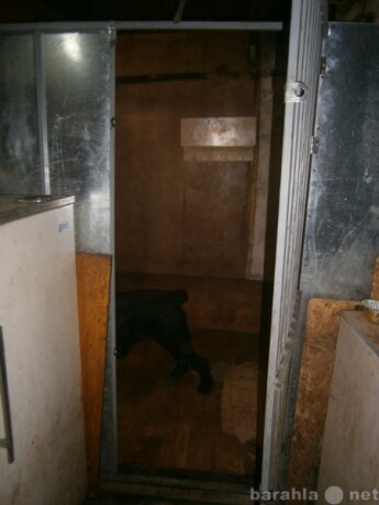ishhu-kota-dlia-koski-poroda-pers-v-ivanovo-predlozenie-uslugi-v-obieiavlenii-u9773999-4429589-na-baraxlanet-big-1
