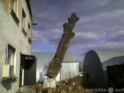 snos-avariinyx-derevev-v-novosibirske-predlozenie-uslugi-v-obieiavlenii-u6735060-3390800-na-baraxlanet-big-3